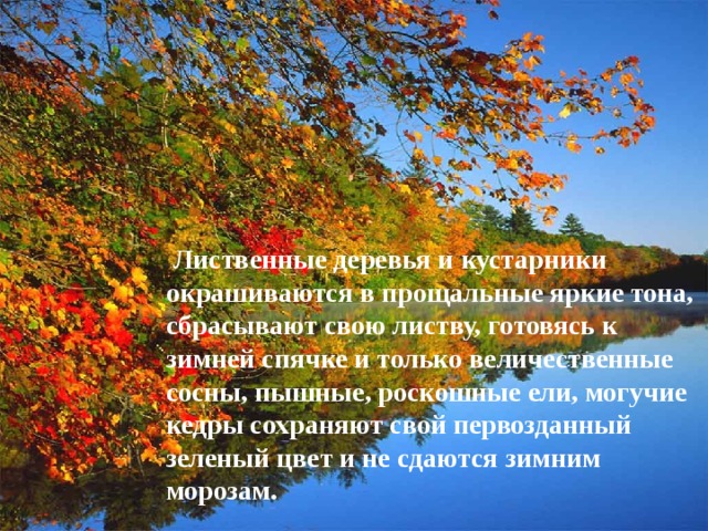  Лиственные деревья и кустарники окрашиваются в прощальные яркие тона, сбрасывают свою листву, готовясь к зимней спячке и только величественные сосны, пышные, роскошные ели, могучие кедры сохраняют свой первозданный зеленый цвет и не сдаются зимним морозам. 