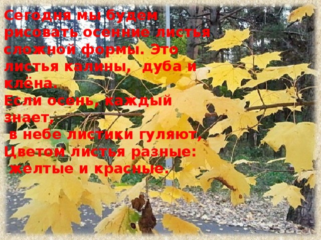 Сегодня мы будем рисовать осенние листья сложной формы. Это листья калины, дуба и клёна. Если осень, каждый знает,  в небе листики гуляют, Цветом листья разные:  желтые и красные. 