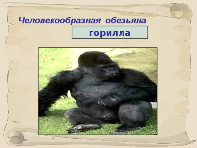 Человекообразная обезьяна горилла 7 7 
