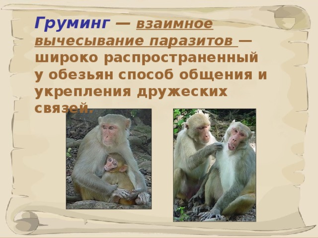 Груминг  —  взаимное вычесывание паразитов  — широко распространенный у обезьян способ общения и укрепления дружеских связей.    
