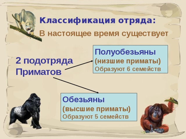 Классификация отряда: В настоящее время существует  Полуобезьяны  (низшие приматы) Образуют 6 семейств  2 подотряда Приматов Обезьяны  (высшие приматы) Образуют 5 семейств   