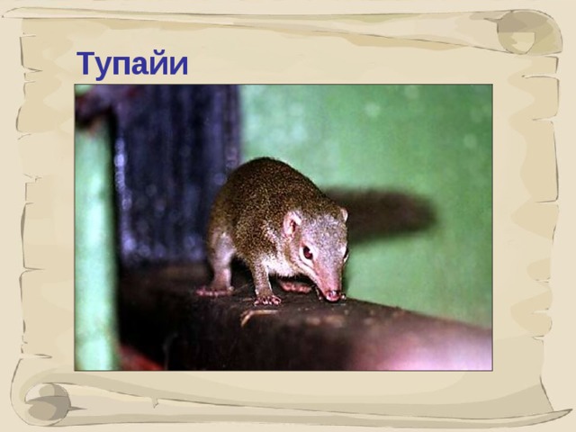 Тупайи это небольшие зверьки, до 25 см, похожие на крыс, с вытянутой мордочкой и длинным пушистым хвостом.   