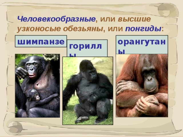 Человекообразные , или высшие  узконосые обезьяны , или понгиды : шимпанзе орангутаны  гориллы 41 41 