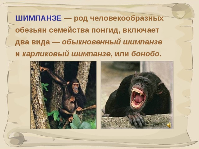 ШИМПАНЗЕ  — род человекообразных обезьян семейства понгид, включает два вида — обыкновенный шимпанзе и карликовый шимпанзе , или бонобо. Бонобо некоторые исследователи предлагают выделить в отдельный род. Шимпанзе — крупные обезьяны с длиной тела до 150 см, масса от 45-50 кг до 80 кг. Шимпанзе способны к бескорыстной взаимопомощи. Эксперименты с полуторагодовалыми детьми и молодыми шимпанзе показали, что и те и другие готовы бескорыстно помочь человеку, попавшему в затруднительную ситуацию, если только могут понять, в чем состоит трудность и как ее преодолеть.  41 41 