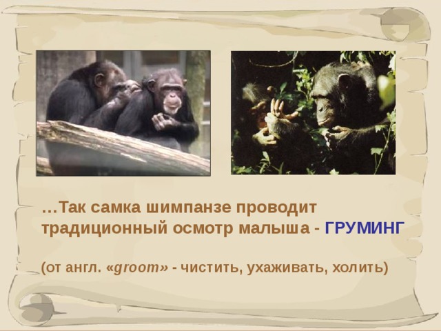 … Так самка шимпанзе проводит традиционный осмотр малыша - ГРУМИНГ  (от англ. « groom» - чистить, ухаживать, холить) 41 41 