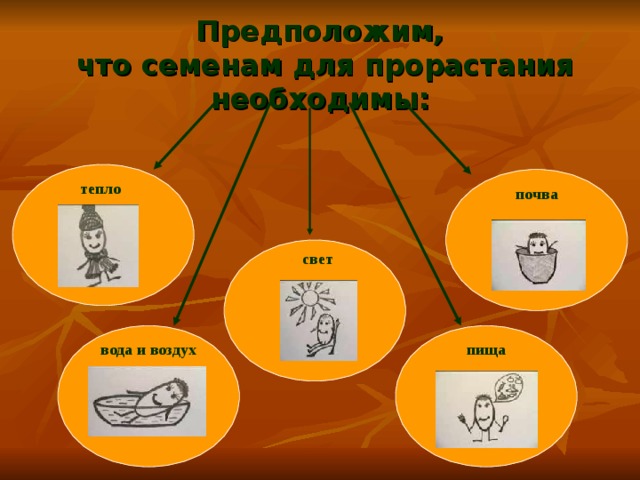 Предположим,  что семенам для прорастания необходимы: тепло почва свет вода и воздух пища 