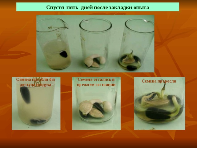 Спустя пять дней после закладки опыта Семена остались в прежнем состоянии Семена погибли без доступа воздуха Семена проросли 
