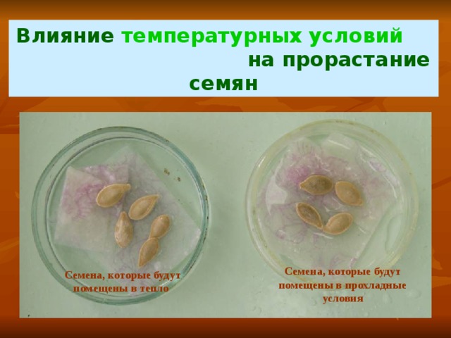 Влияние температурных условий на прорастание семян Семена, которые будут помещены в прохладные условия Семена, которые будут помещены в тепло  