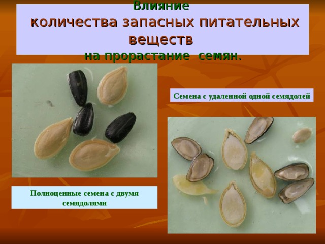 Влияние   количества запасных питательных веществ   на прорастание семян. Семена с удаленной одной семядолей Полноценные семена с двумя семядолями 