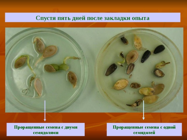 Спустя пять дней после закладки опыта Проращенные семена с двумя семядолями Проращенные семена с одной семядолей 