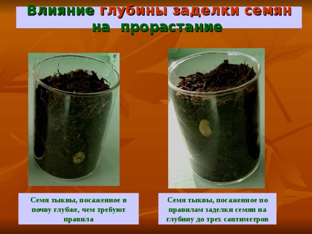 Влияние глубины заделки семян на прорастание  Семя тыквы, посаженное по правилам заделки семян на глубину до трех сантиметров Семя тыквы, посаженное в почву глубже, чем требуют правила 