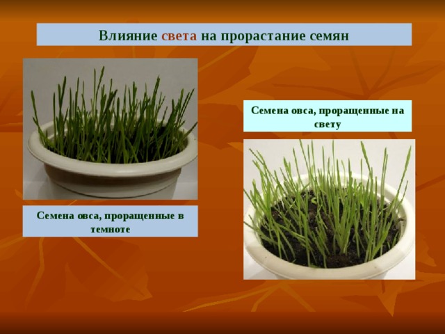 Влияние света на прорастание семян Семена овса, проращенные на свету Семена овса, проращенные в темноте 