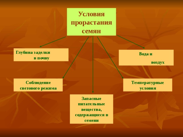 Условия прорастания семян Глубина заделки в почву Вода и  воздух Температурные условия Соблюдение светового режима Запасные питательные вещества, содержащиеся в семени 