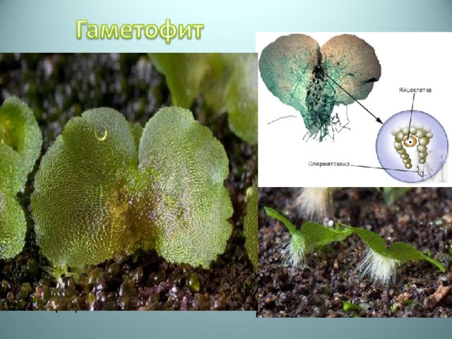   Гаметофит , называемый заростком - тонкая зеленая пластинка диаметром обычно ок. 6 мм.  На нем развиваются мужские и женские половые органы - антеридии и архегонии . Когда они созревают, сперматозоиды из антеридиев плывут по покрывающей заросток пленке воды в архегонии и оплодотворяют здесь яйцеклетки. Из зиготы образуется новый спорофит. 