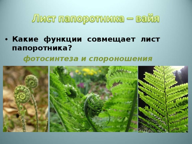 Какие функции совмещает лист папоротника?  фотосинтеза и спороношения 