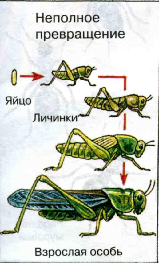 Схема развития саранчи