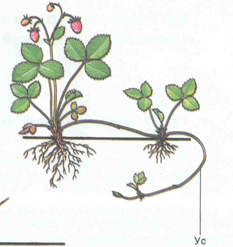 Рассмотрите рисунок на котором изображен 1 из процессов жизнедеятельности земляники