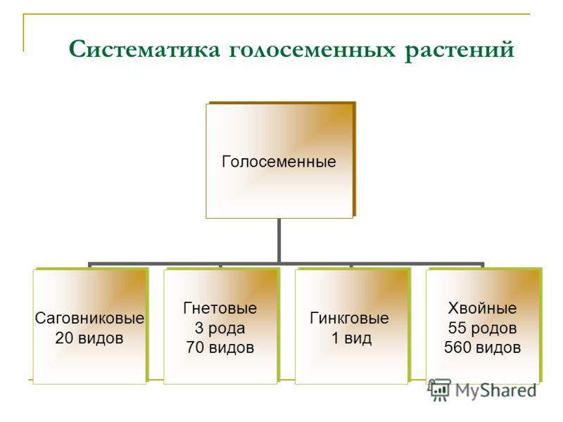 Многообразие голосеменных. Отдел Голосеменные классификация. Отдел Голосеменные систематика. Классы голосеменных растений таблица. Многообразие голосеменных таблица.