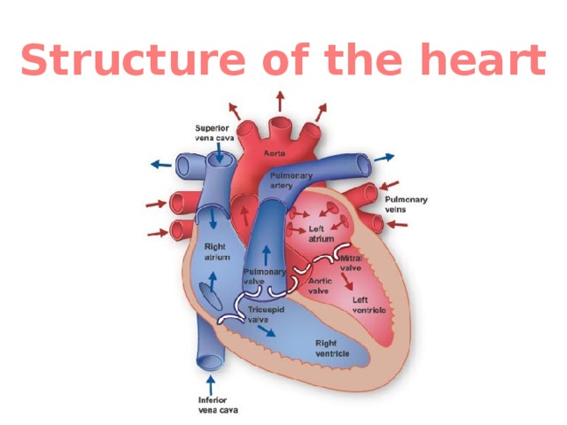 Structure of the heart 