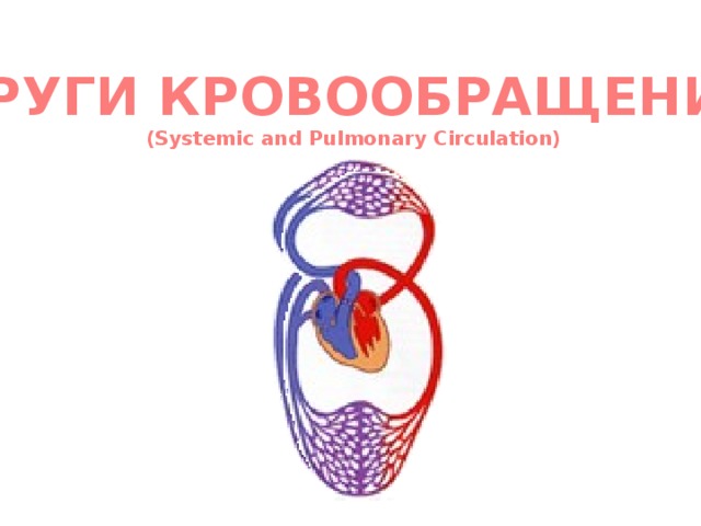 КРУГИ КРОВООБРАЩЕНИЯ (Systemic and Pulmonary Circulation) 