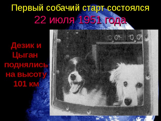 Первый собачий старт состоялся 22 июля 1951 года   Дезик и Цыган поднялись на высоту 101 км 