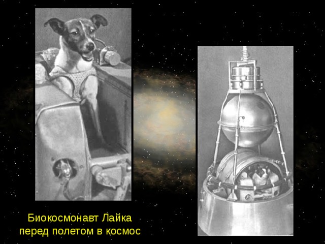 Жилой отсек космической собаки Биокосмонавт Лайка перед полетом в космос 