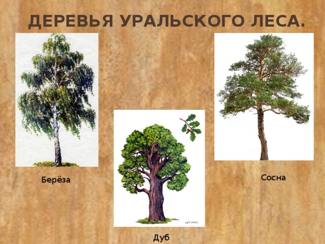  деревья уральского леса. Сосна Берёза Дуб 