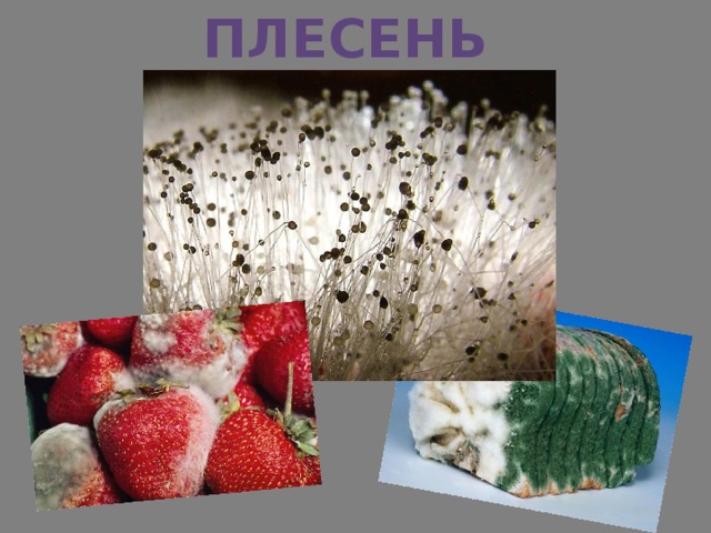 ПЛЕСЕНЬ