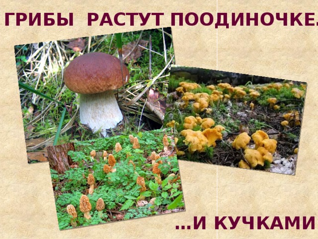 ГРИБЫ РАСТУТ ПООДИНОЧКЕ… … И КУЧКАМИ