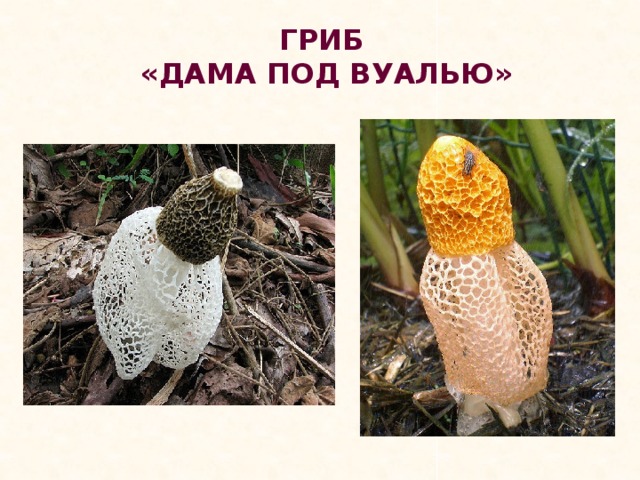 ГРИБ  «ДАМА ПОД ВУАЛЬЮ»