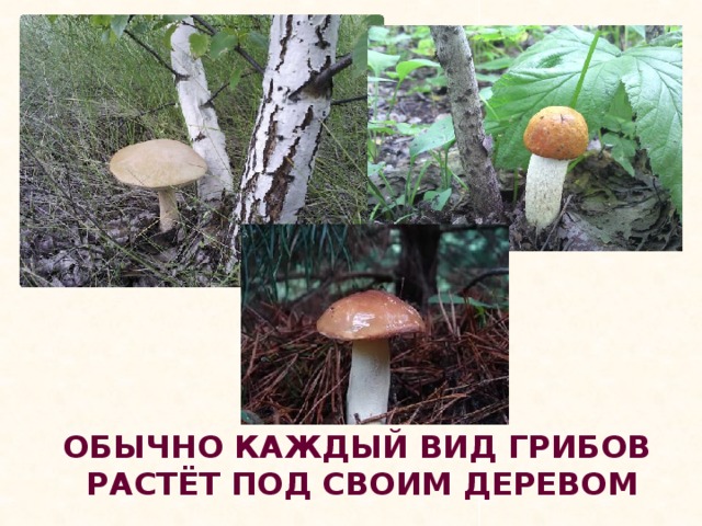 ОБЫЧНО КАЖДЫЙ ВИД ГРИБОВ  РАСТЁТ ПОД СВОИМ ДЕРЕВОМ