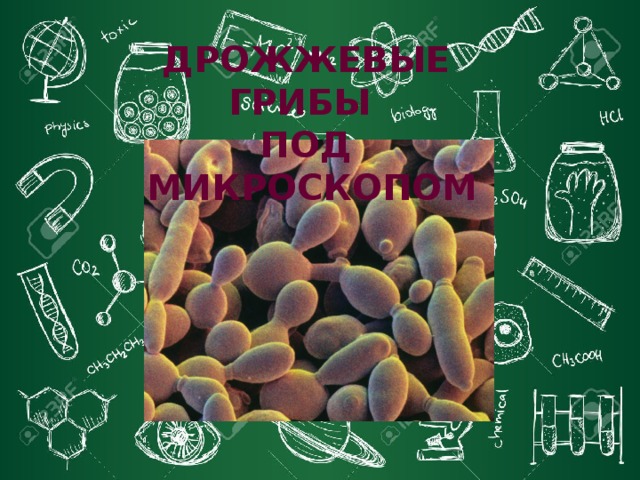 ДРОЖЖЕВЫЕ ГРИБЫ ПОД МИКРОСКОПОМ