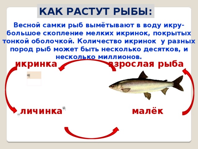 У каких рыб наименьший диаметр икринок. Сколько растет рыба. Как растет рыба в картинках. Как вырастают рыбы. Сколько лет растет рыба.