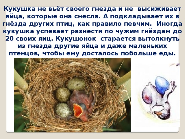 Птичка гнезда не вьет праздник 2024. Гнездо кукушки. Гнездо с яйцом кукушки. Кукушка откладывает яйца в гнезда. Птицы которые высиживают яйца.