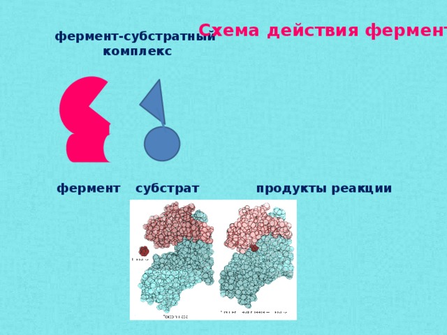 Схема действия фермента фермент-субстратный комплекс фермент субстрат продукты реакции 