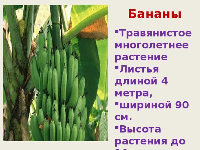 Бананы Травянистое многолетнее растение Листья длиной 4 метра, шириной 90 см. Высота растения до 10 м. 