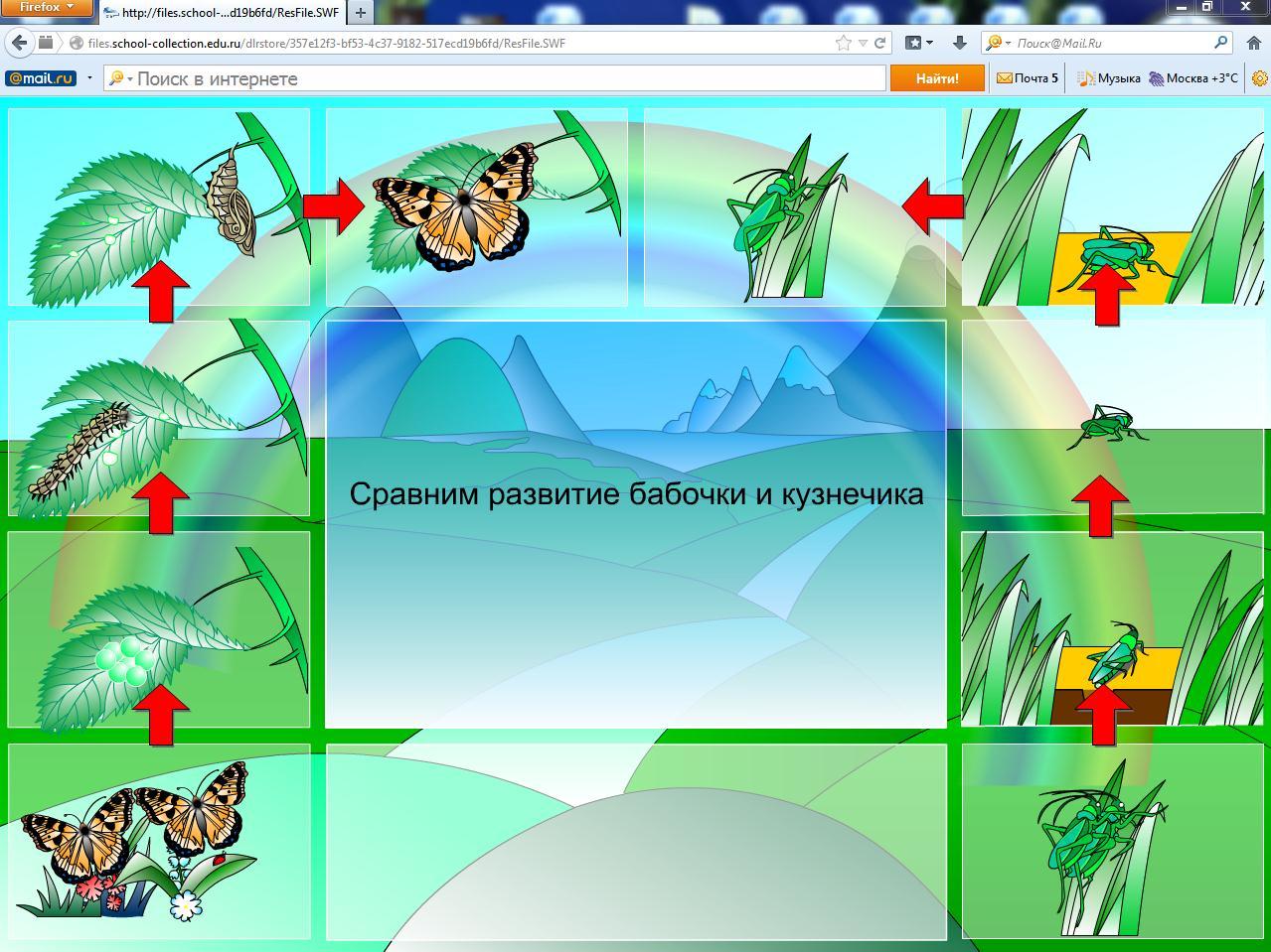 Размножение и развитие животных 3 класс рабочая