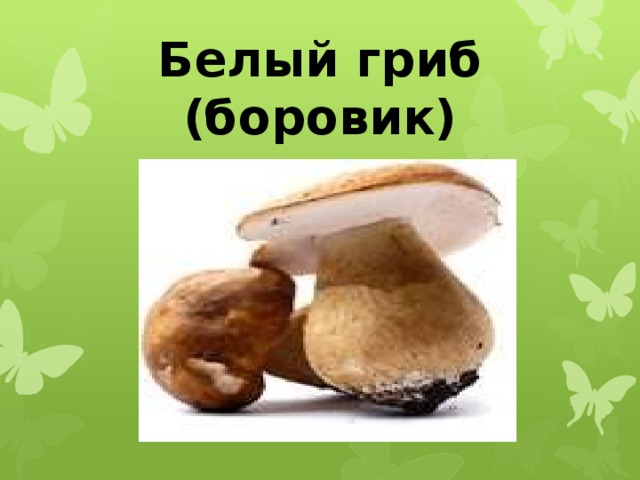 Белый гриб (боровик) 