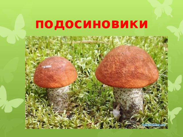 подосиновики 