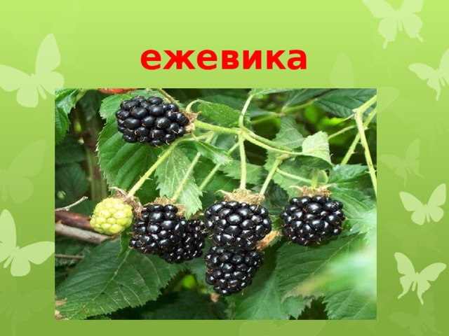 ежевика 