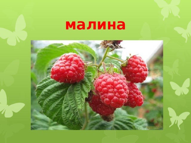 малина 