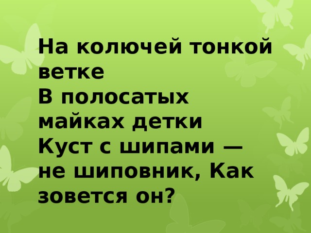 На колючей тонкой ветке  В полосатых майках детки  Куст с шипами — не шиповник, Как зовется он? 