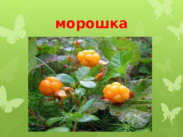 морошка 