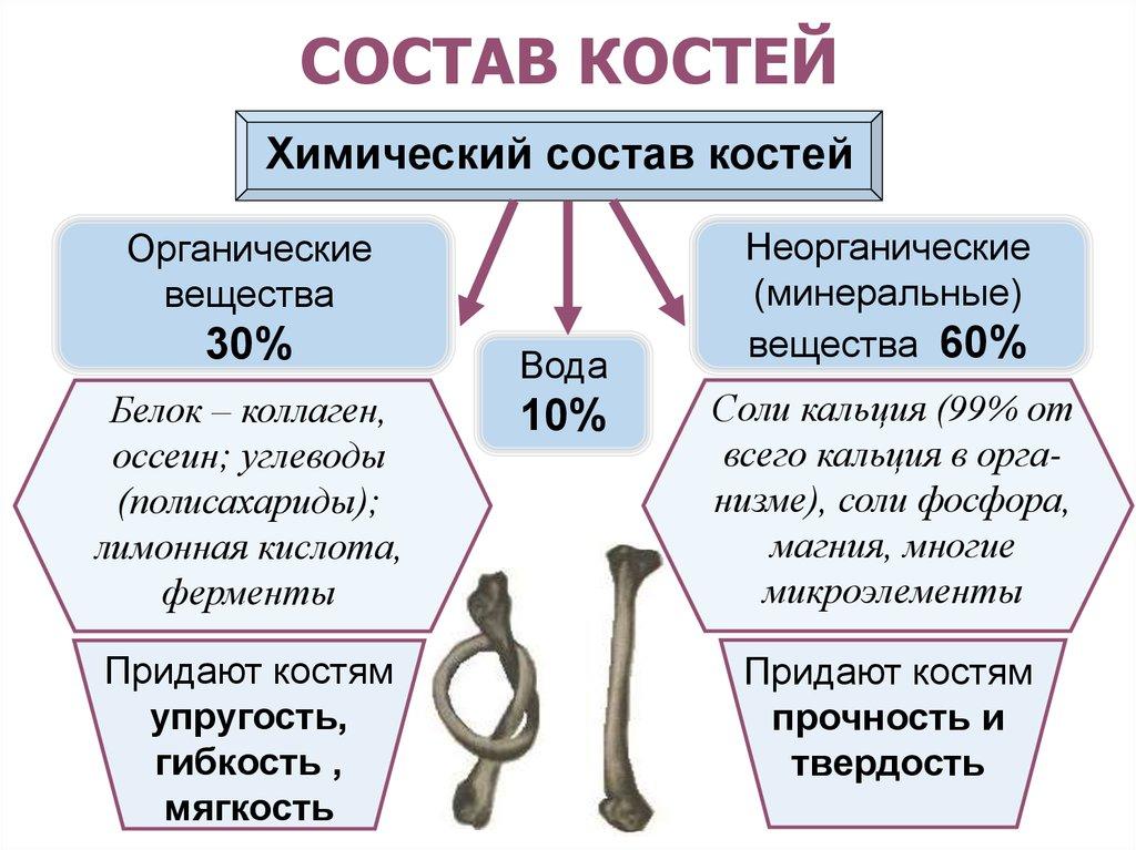 Минеральное вещество костей. Химический состав костей схема. Состав кости органические и неорганические. Состав костей человека вещества. Химический состав костей человека.