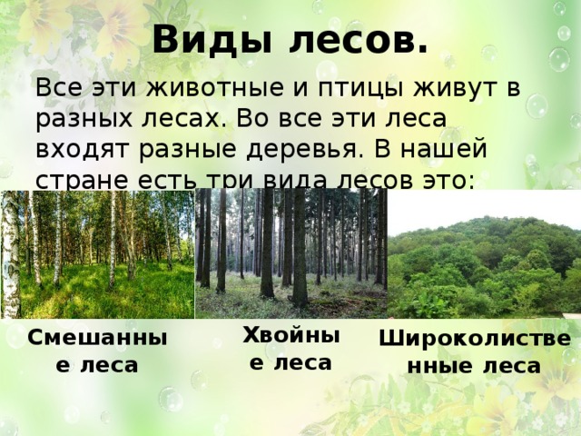 Какие виды лесных. Виды леса. Какие виды лесов. Типы лесов в России. Названия разных лесов.