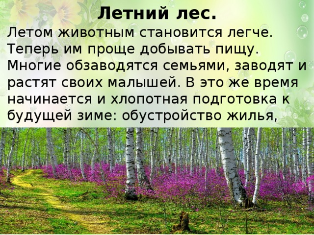 Рассказ про лес по плану 2 класс