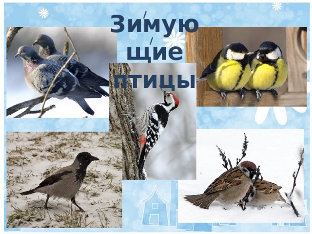 Зимующие птицы 