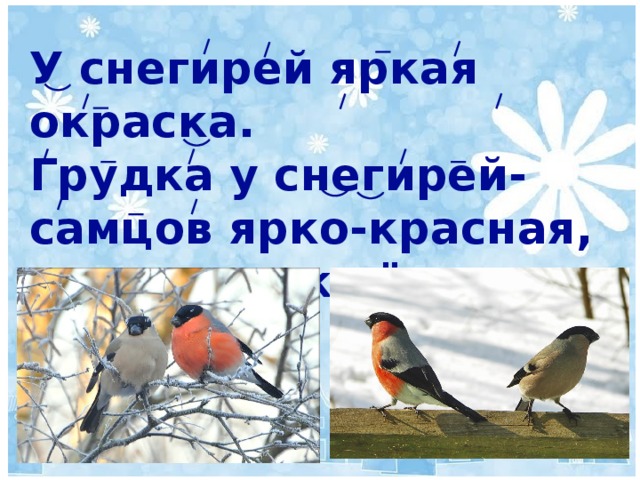 Стайка снегирей куда то исчезла и как ни вслушивался сашка в окружающую тишину схема предложения