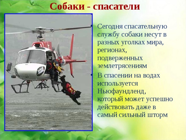 Собаки - спасатели Сегодня спасательную службу собаки несут в разных уголках мира, регионах, подверженных землетрясениям В спасении на водах используется Ньюфаундленд, который может успешно действовать даже в самый сильный шторм 