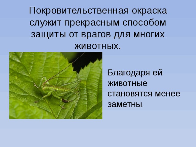 Покровительственная адаптация примеры. Покровительственная окраска насекомых. Покровительственная окраска у животных. Кузнечик покровительственная окраска.